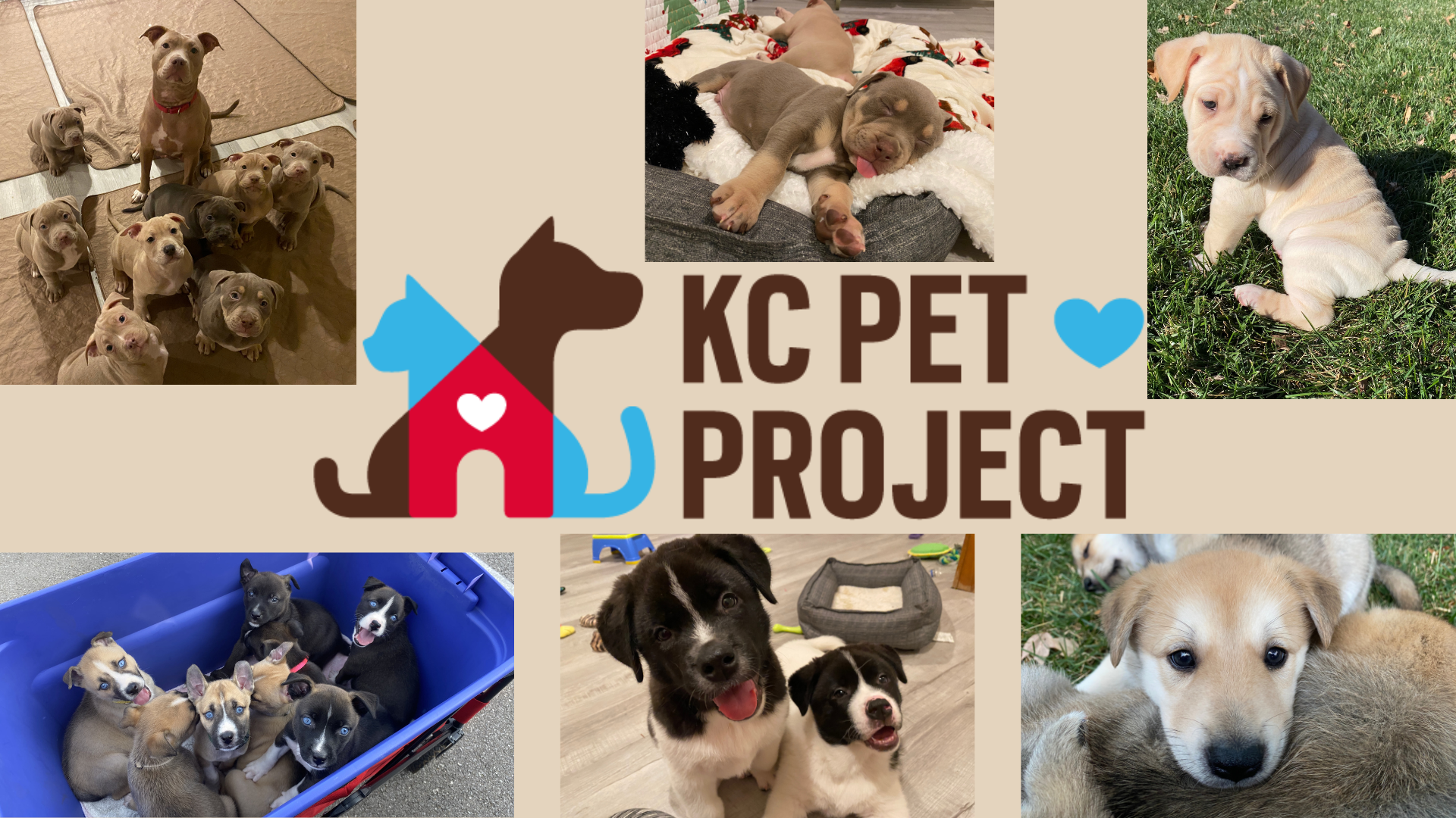 Shop  KC Pet Project